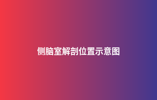 侧脑室解剖位置示意图
