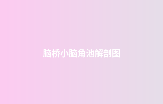 脑桥小脑角池解剖图